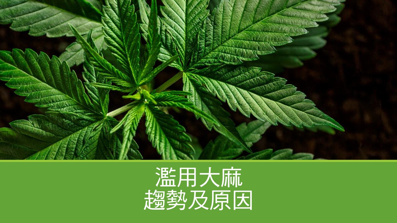 濫用大麻趨勢及原因